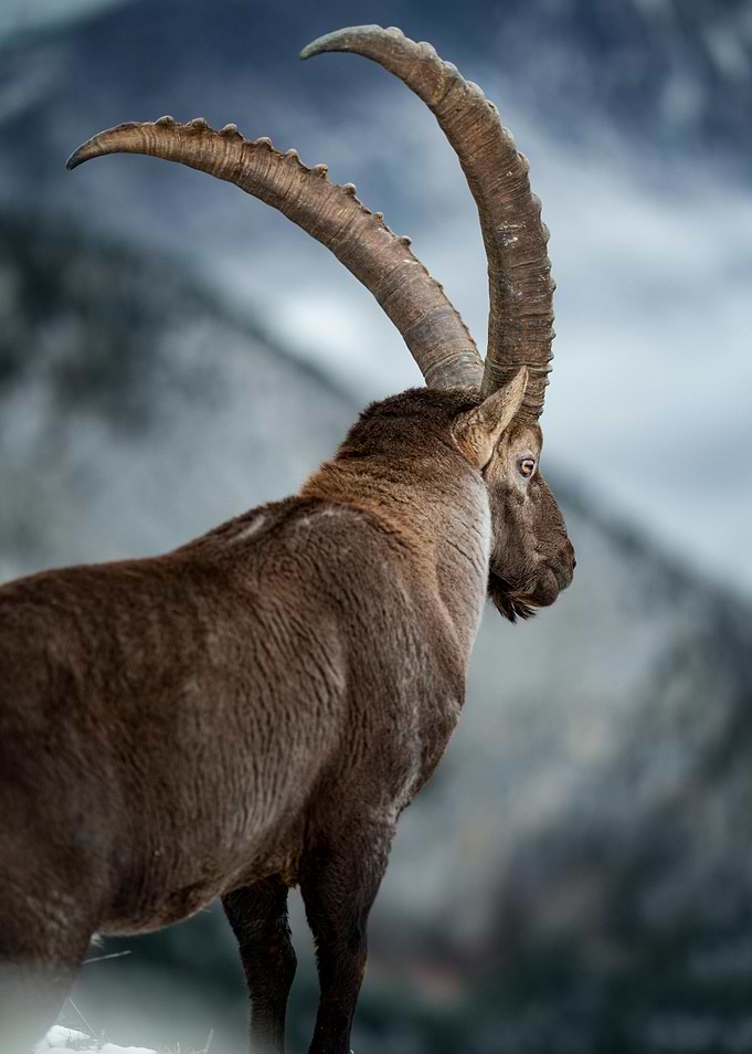 Alpine Ibex Portrait