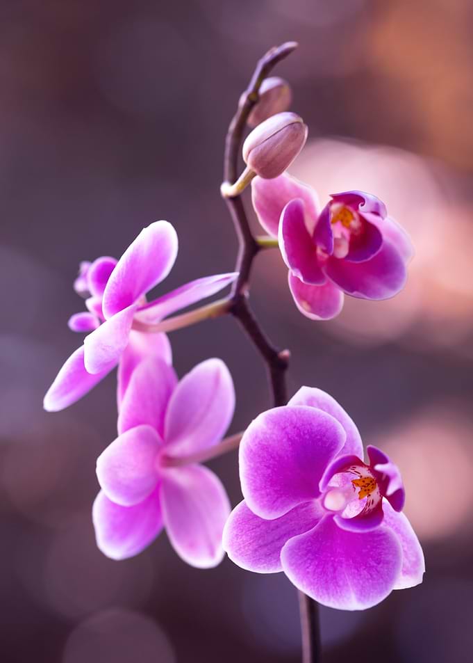 Pink Orchid Bloom