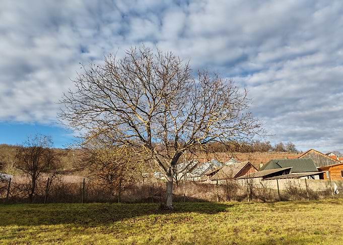 Bare Tree in Rural Landscape