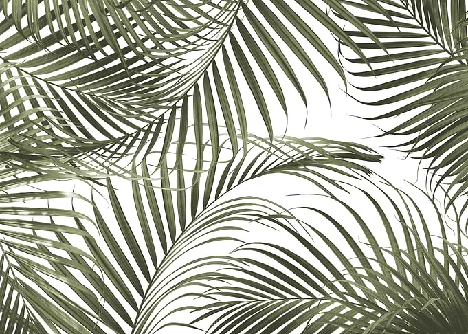 Caribbean Palm Jungle 1