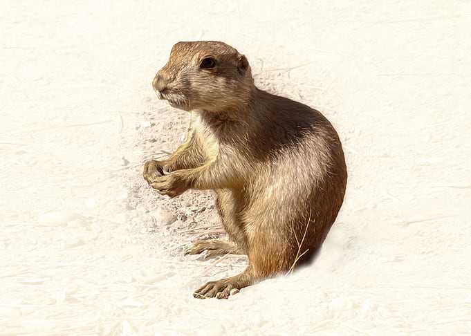 Prairie Dog Portrait