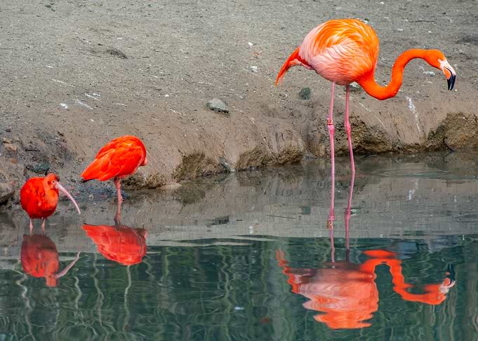 Flamingos and Ibis by the Water
