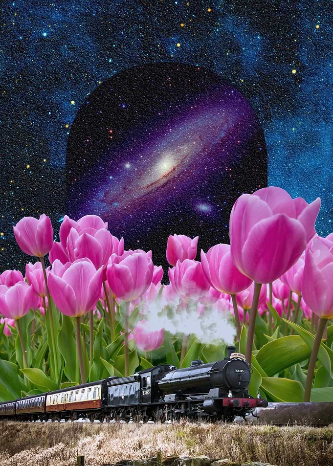 Steam Train Through Tulip Field