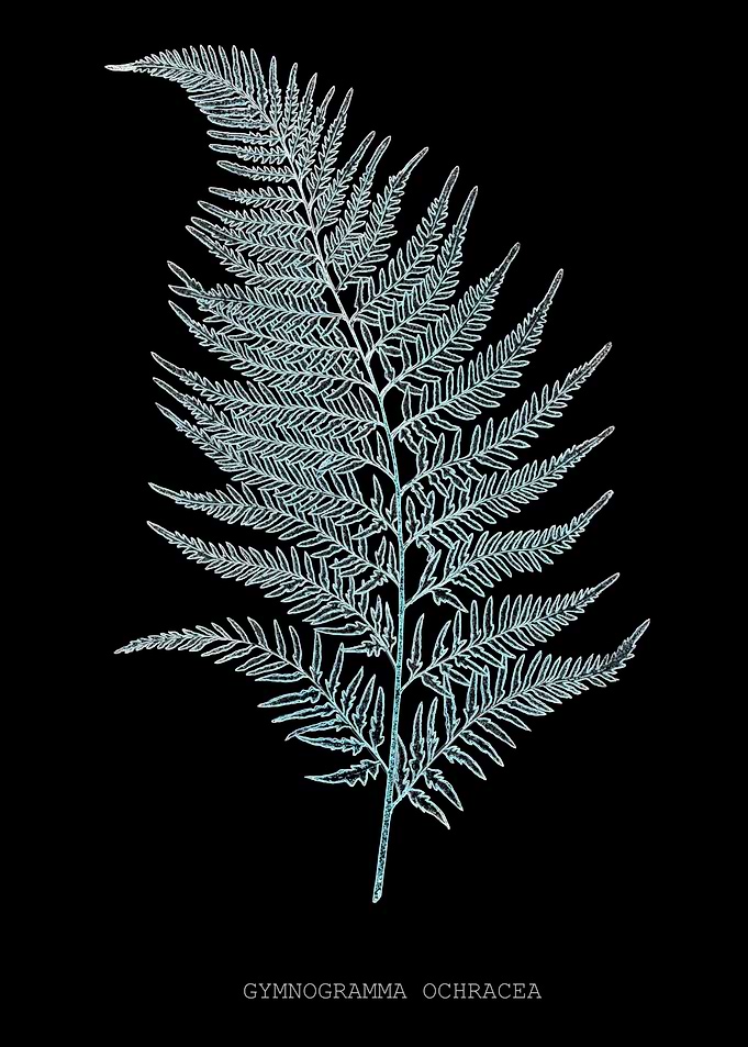 Fern Frond of Leaf. Gymnogramma Ochracea. X-ray effect of a 19th century Natural History Illustration.