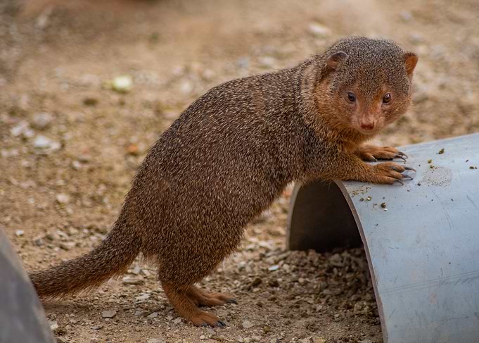Brown Mongoose on Ground
