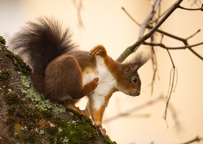 Red Squirrel on Branch
