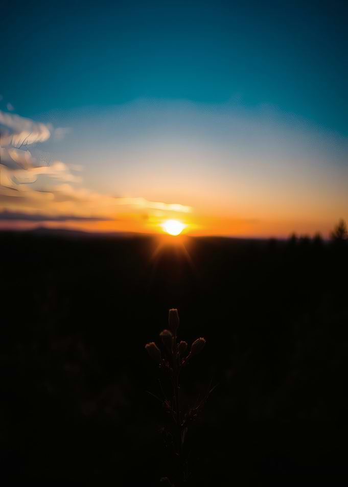 Sunset Silhouette Plant