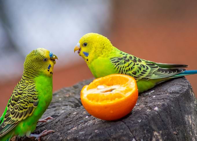 Parakeets Sharing an Orange
