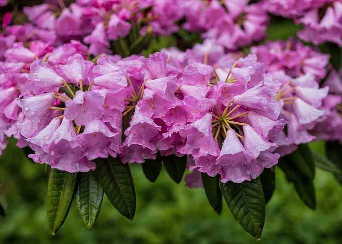 Pink Rhododendron Blossoms