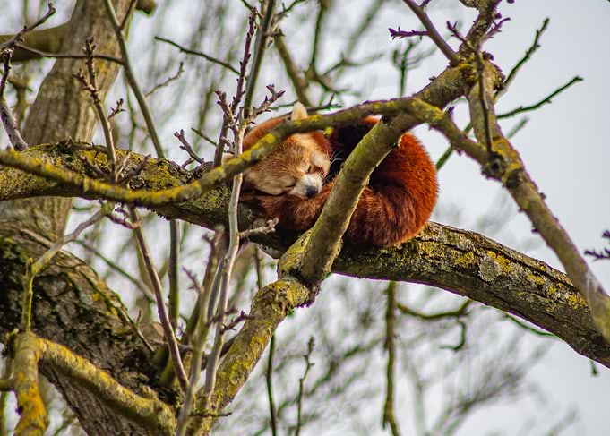 Red Panda Sleeping in Tree