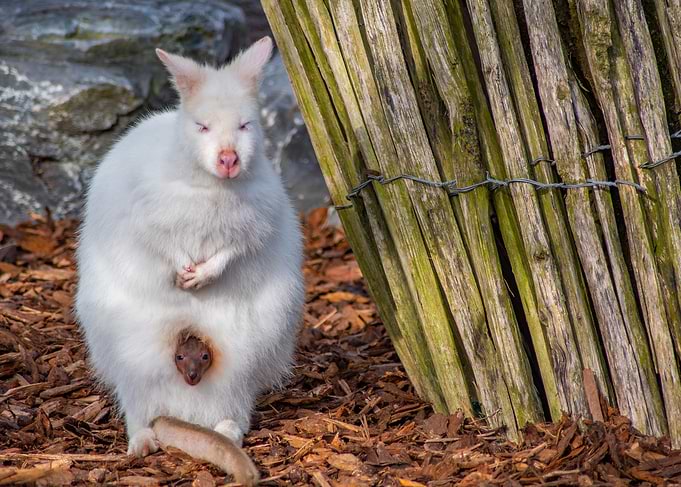 Albino Wallaby with Joey