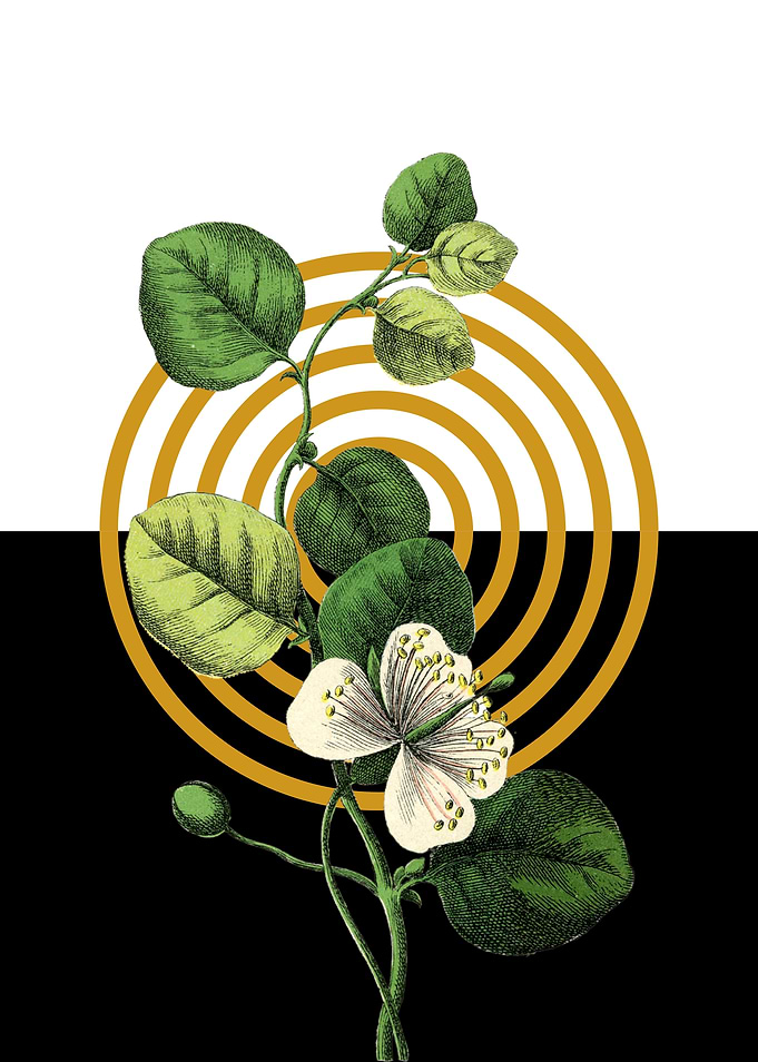 Floral Illustration with Target