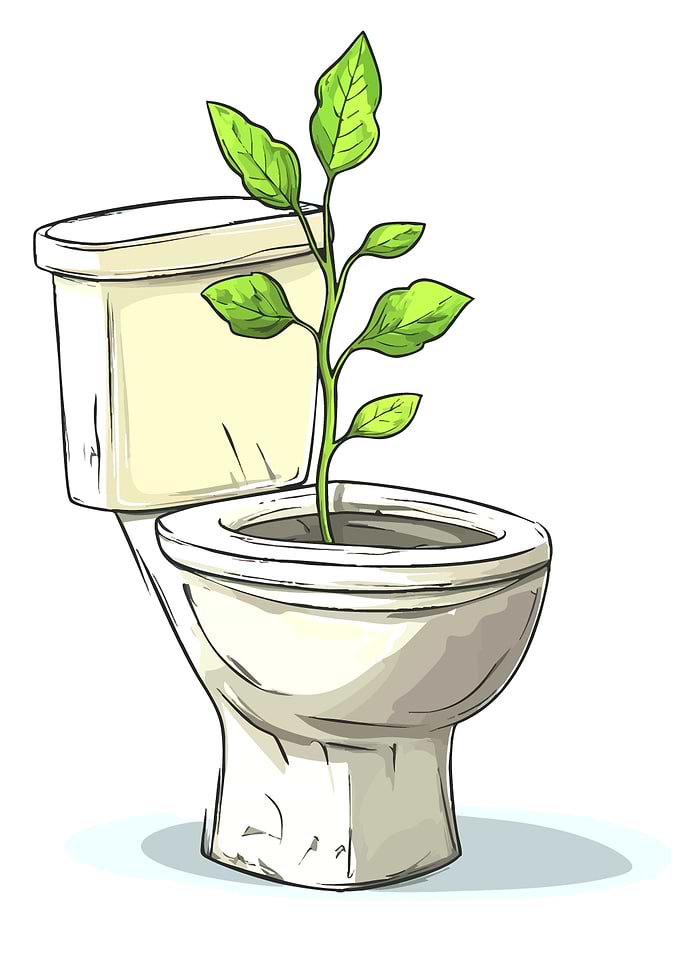 Plant Growing from Toilet