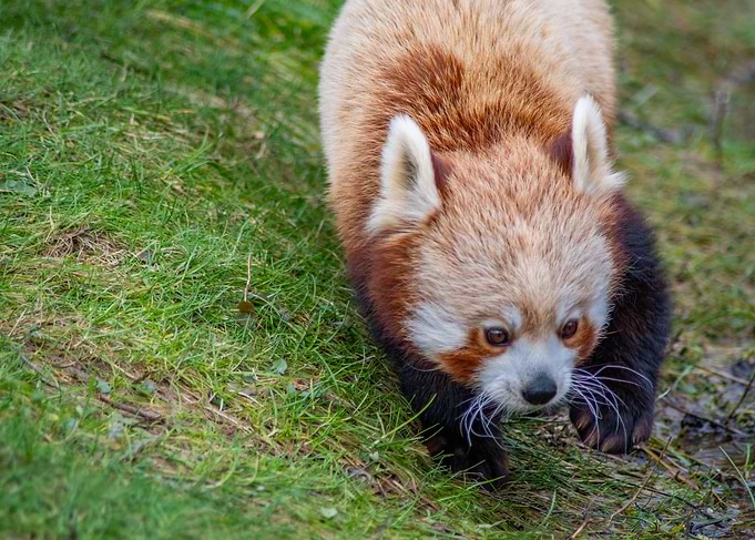 Red Panda in Grass