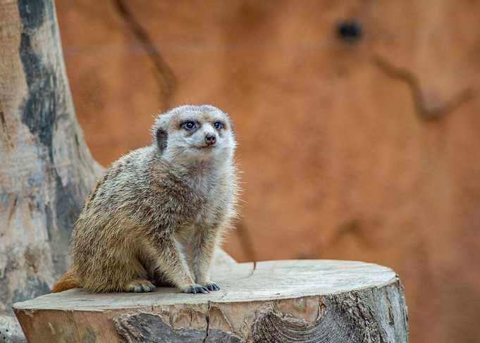 Meerkat on Tree Stump