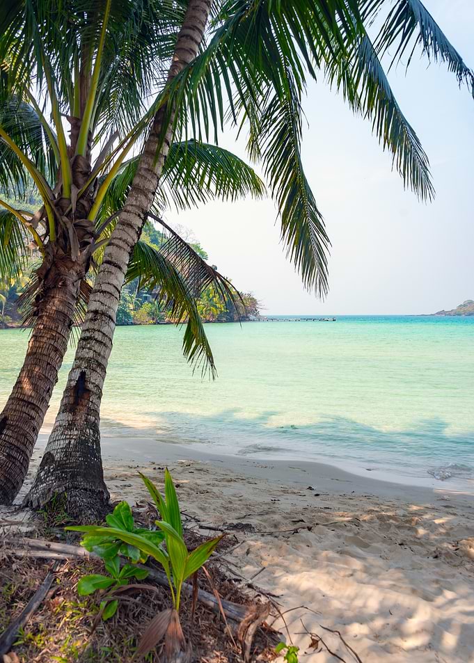 Tropical Beach Paradise