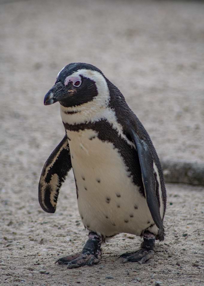 African Penguin Portrait