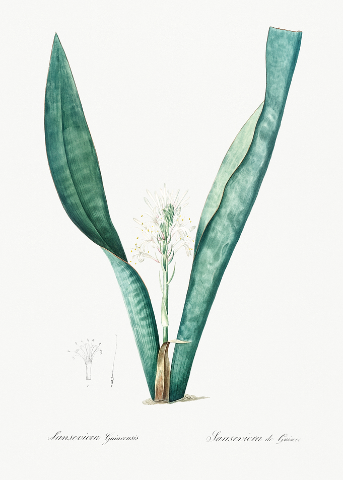 Sansevieria Illustration