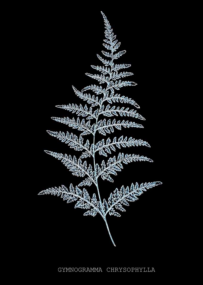 Fern Frond of Leaf. Gymnogramma Chrysophylla. X-ray effect of a 19th century Natural History Illustration on Black Background