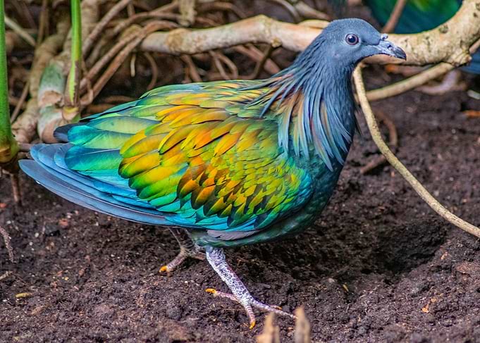 Vibrant Nicobar Pigeon