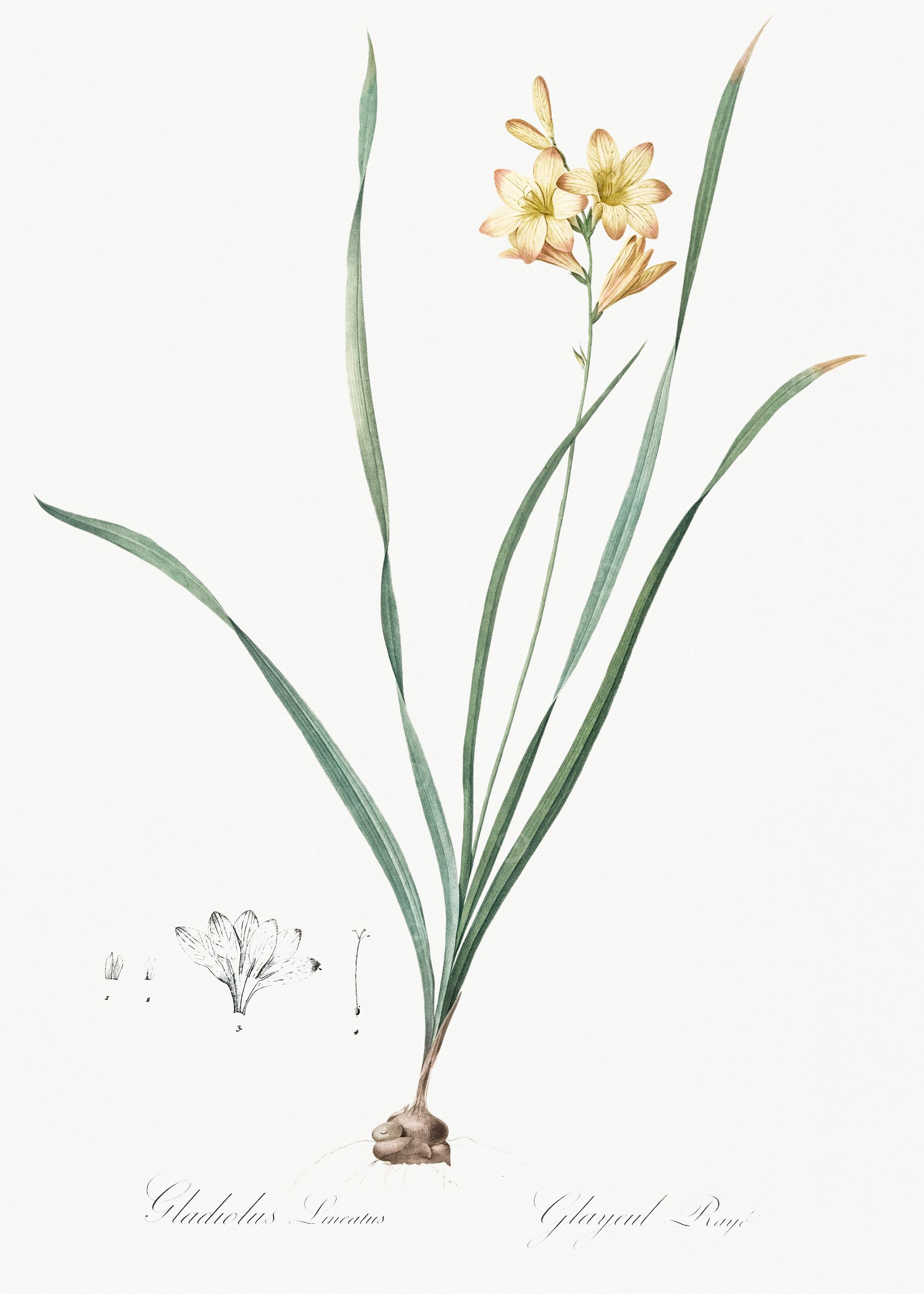 Botanical Illustration of Gladiolus