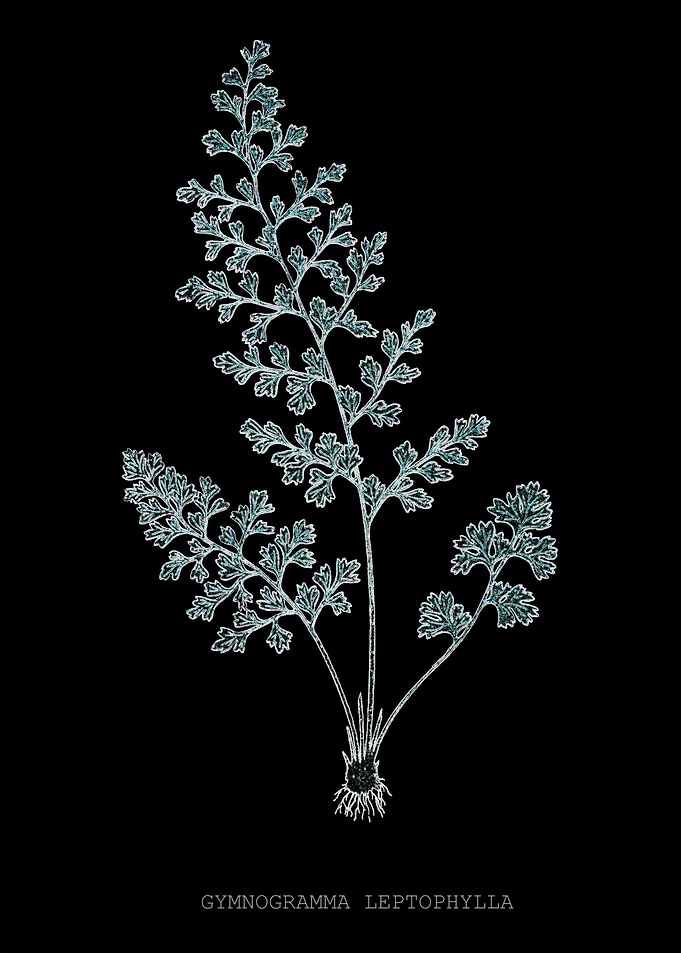 Fern Frond of Leaf. Gymnogramma Leptophylla. X-ray effect of a 19th century Natural History Illustration.