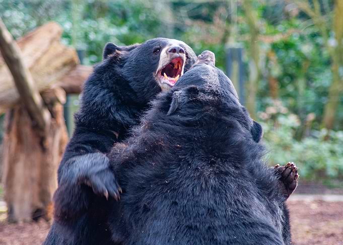 Black Bears Fighting