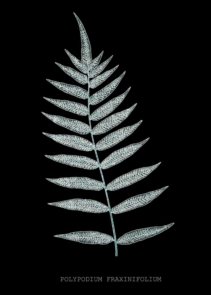 Fern Frond of Leaf. Polypodyum Fraxinifolium. X-ray effect of a 19th century Natural History Illustration.