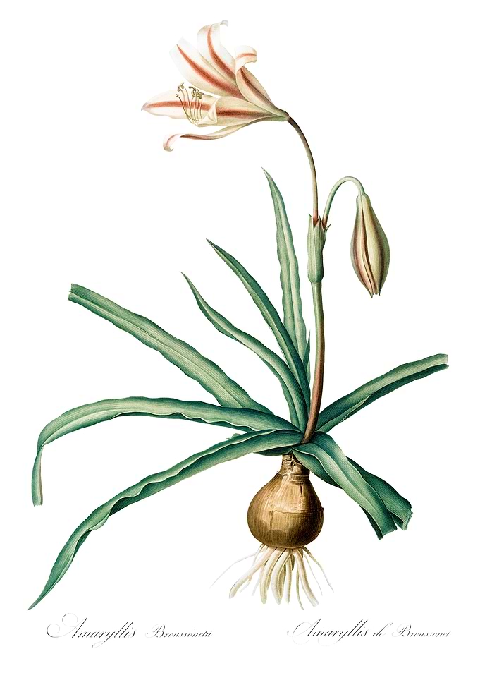 Amaryllis Flower Illustration
