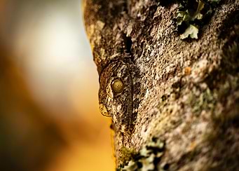 Uroplatus