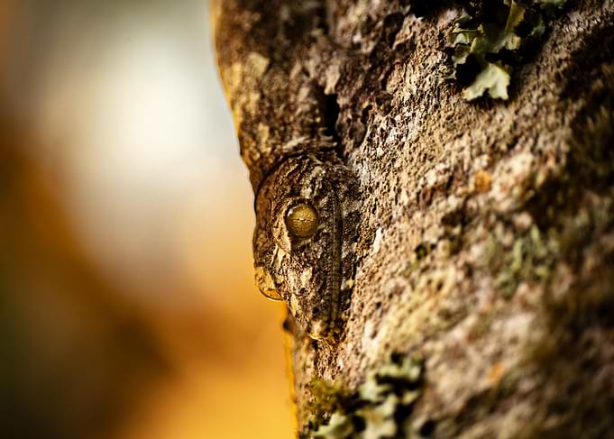 Uroplatus