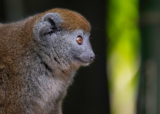 Grey Lemur
