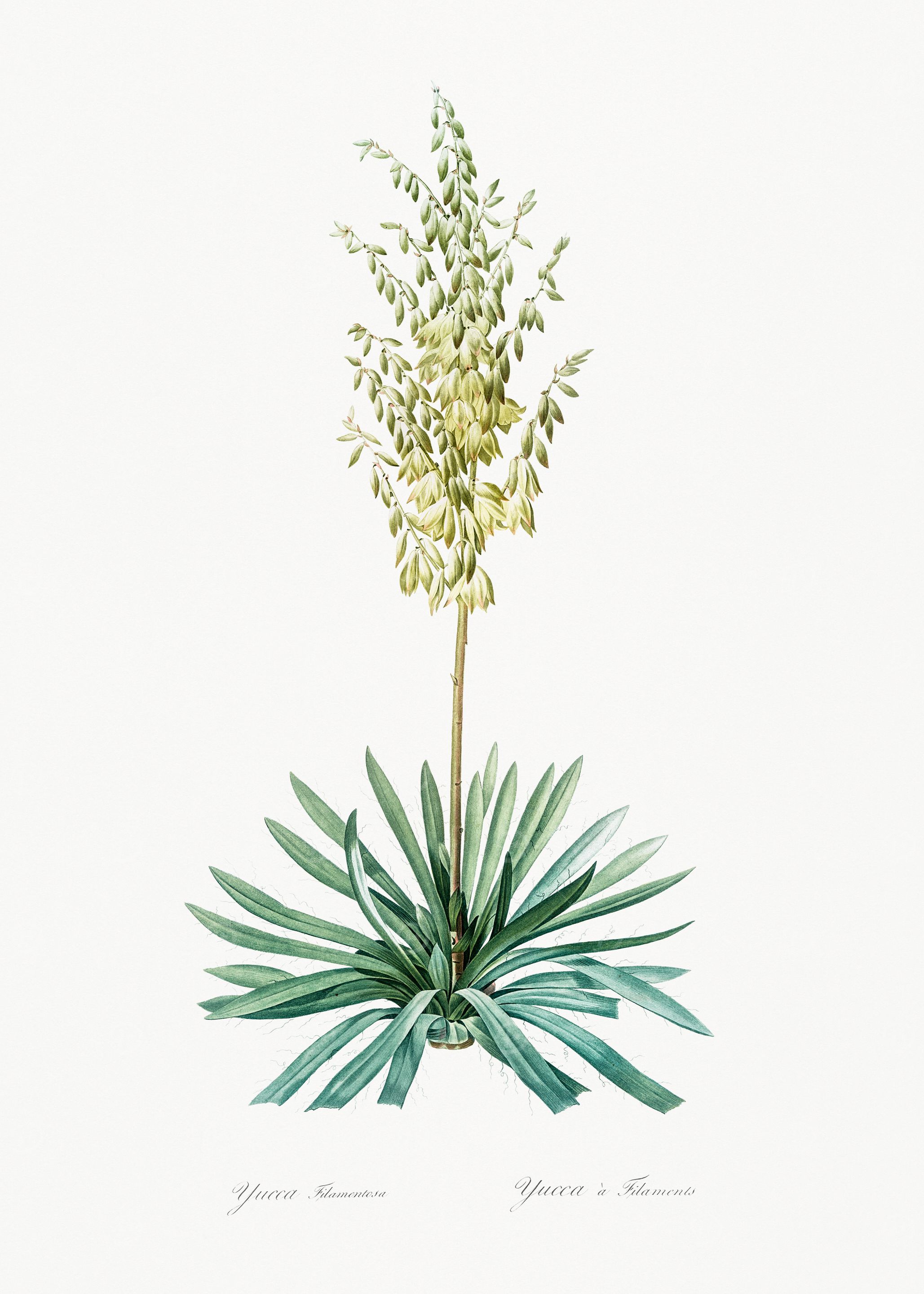 Yucca Plant Illustration