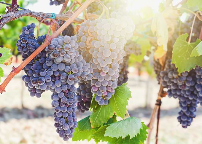 Ripe Grapes on Vine