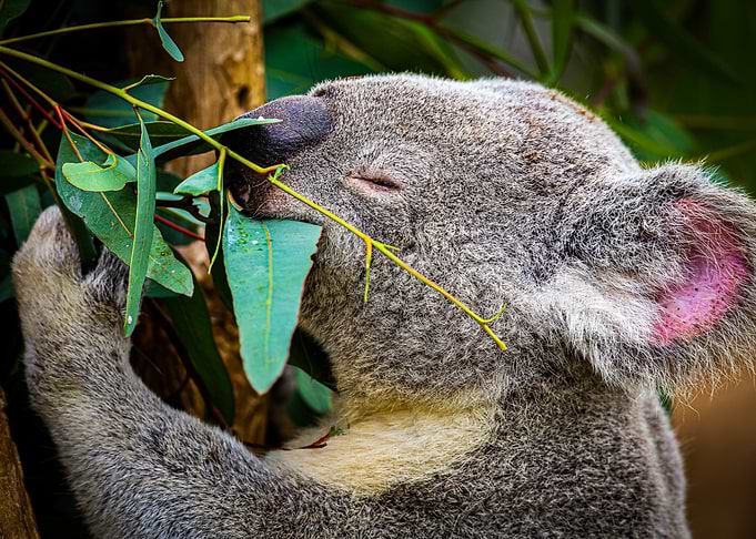 Koala Eating Eucalyptus
