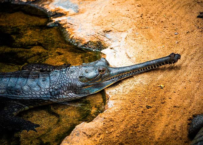 Gharial Crocodile Close-up