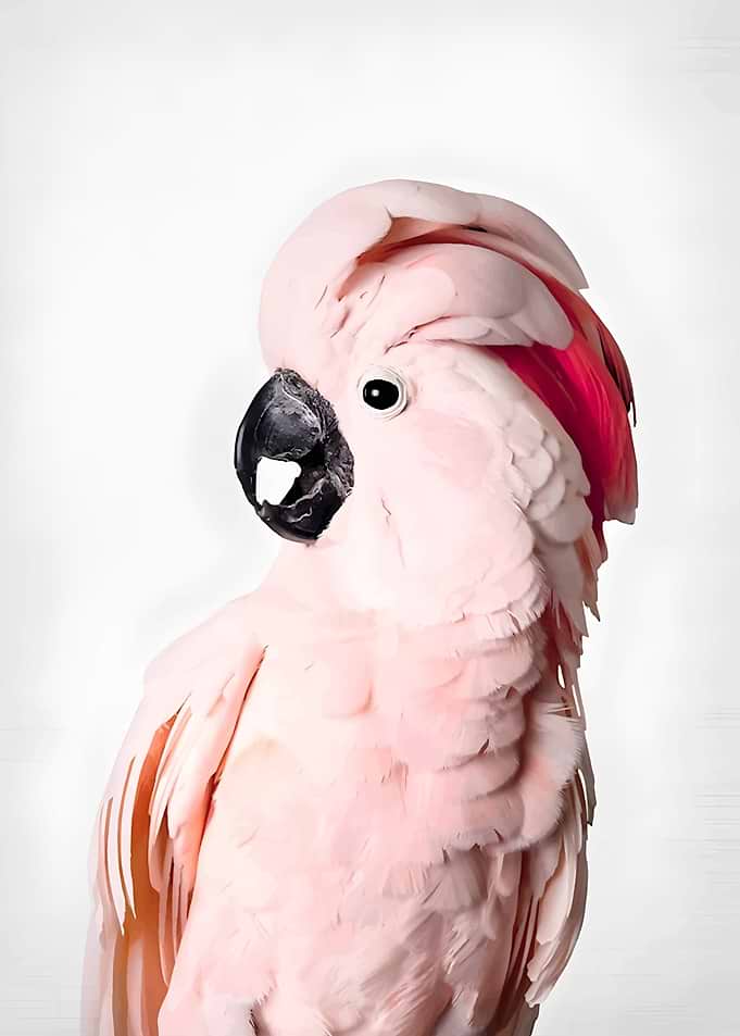 Pink Cockatoo Portrait