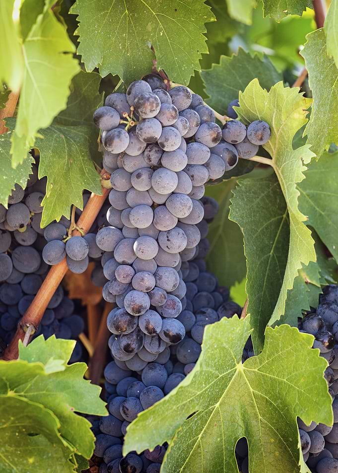 Ripe Red Grapes on Vine