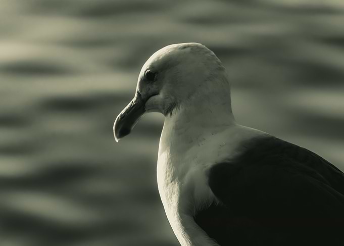 Seagull Close-Up