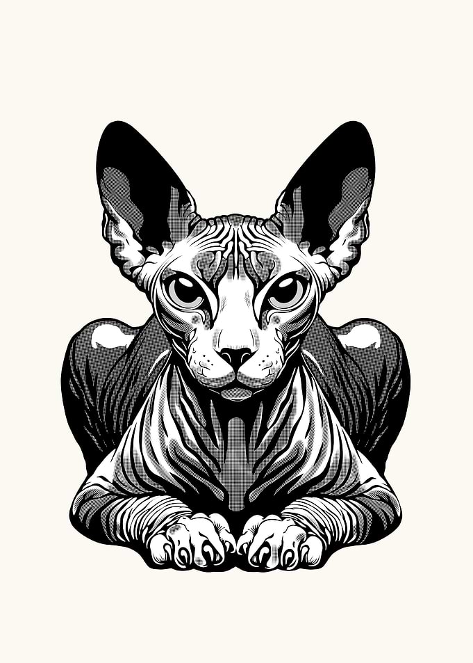 Sphynx Cat