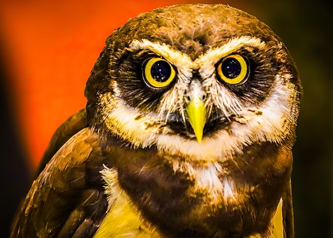 Close-up Owl Portrait