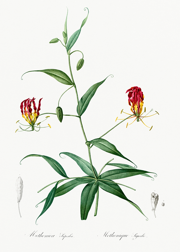 Crimson Glory Flower Illustration
