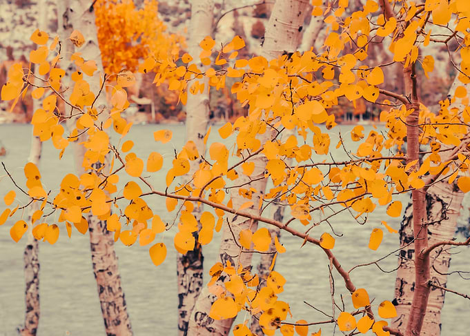 Autumn Leaves by the Lake
