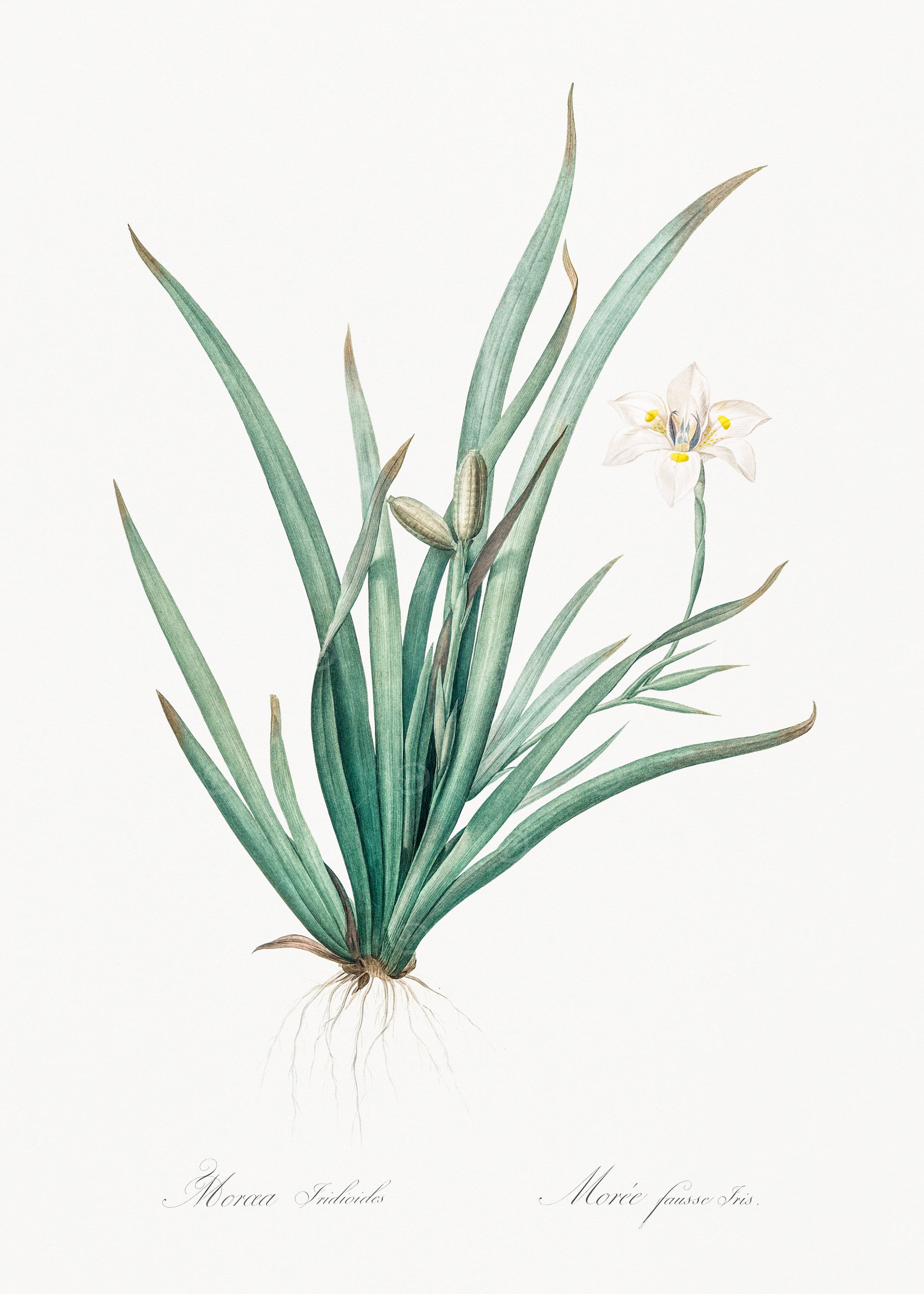 White Flower with Green Leaves