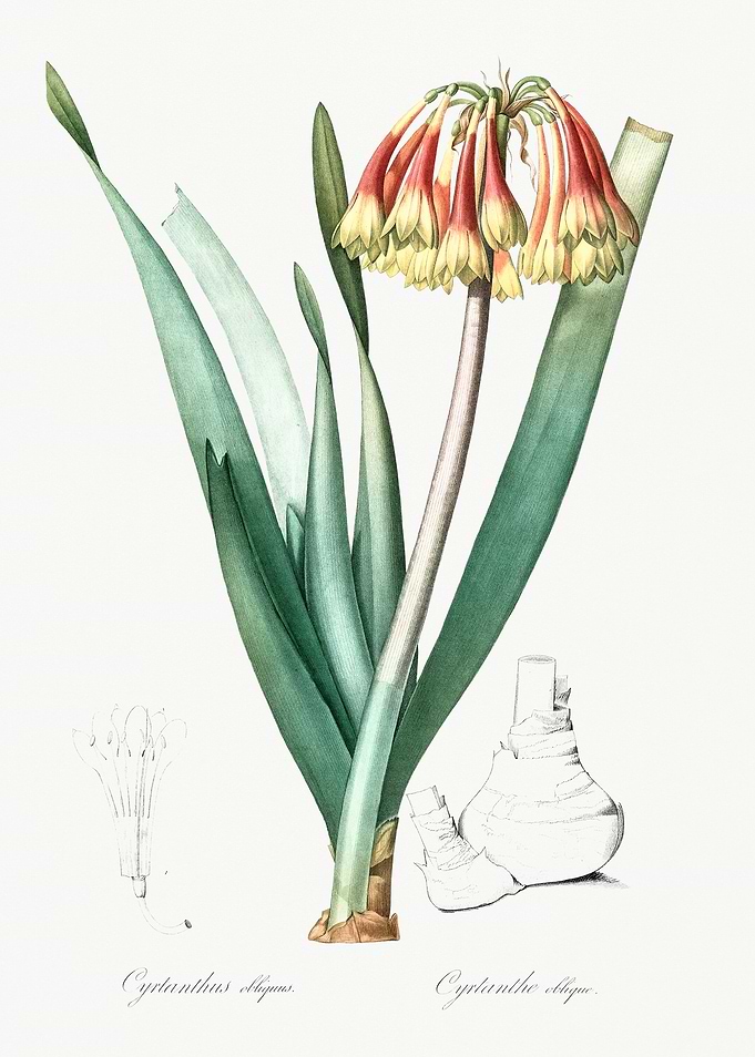 Cyrtanthus obliquus Flower Illustration