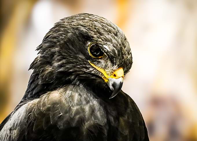 Close-up of a hawk