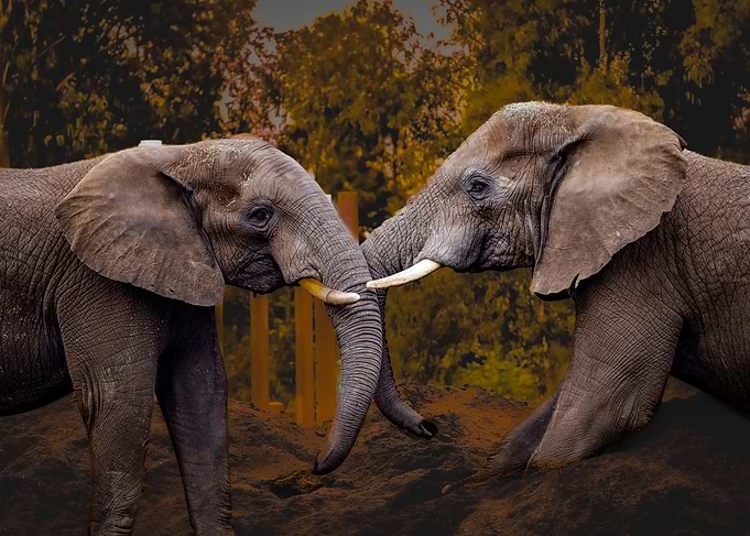 Two Elephants Interacting