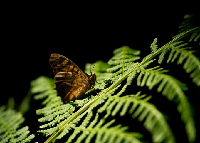 Butterfly