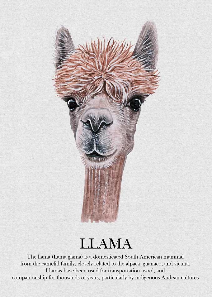 Llama Watercolor Illustration