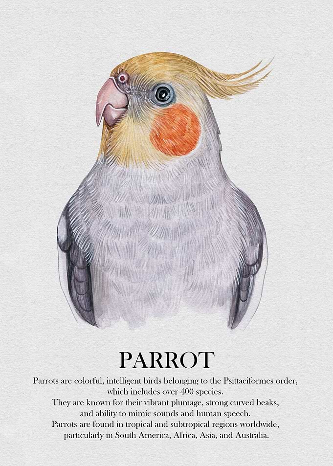 Cockatiel Parrot Watercolor Illustration